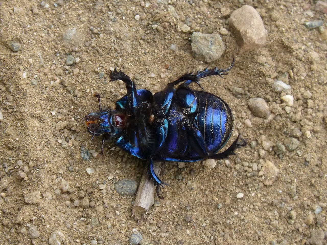 Du scarabée à l'humain : l'évolution des expériences de mort imminente