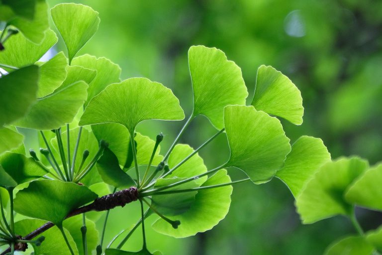 Ginkgo Biloba Plant Extract as a Cure for Sleep Paralysis Phase Today